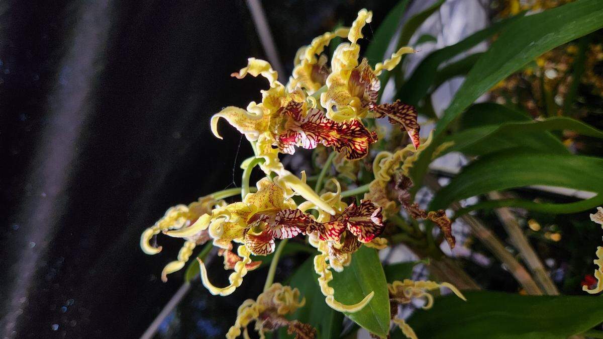 The Fort Lauderdale Orchid Society’s 66th annual “Orchid Magic” show will take over the Charles F. Dodge City Center Jan. 9, 2026.