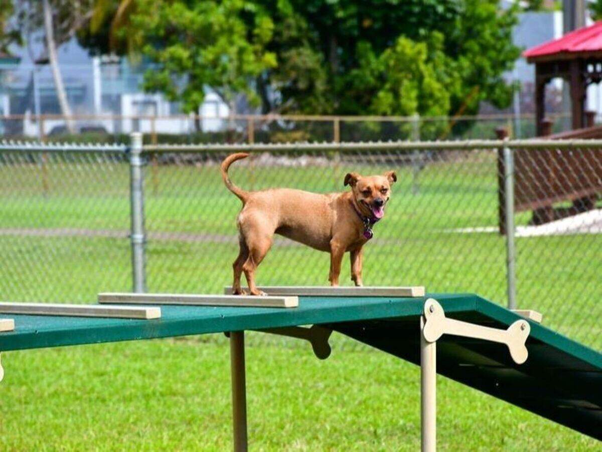 The Craig Rupp K-9 Dog Park, located at 9751 Johnson St., has two dog play areas and obstacle courses separated by pet size.