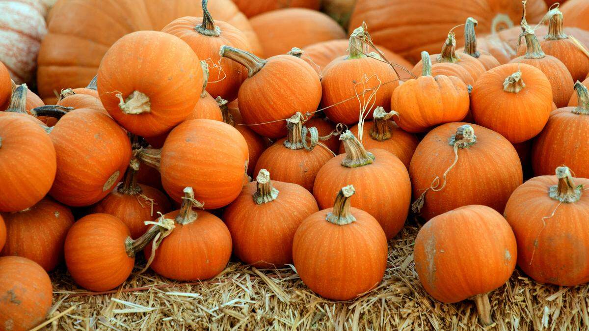 Keep the Halloween spirit alive all October long with these Pembroke Pines fall events.