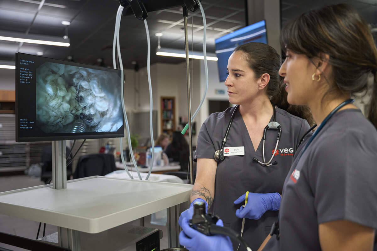 Medical services offered at VEG ER for Pets include surgeries, endoscopies, ultrasounds and X-rays, diagnostics and testing, and more.