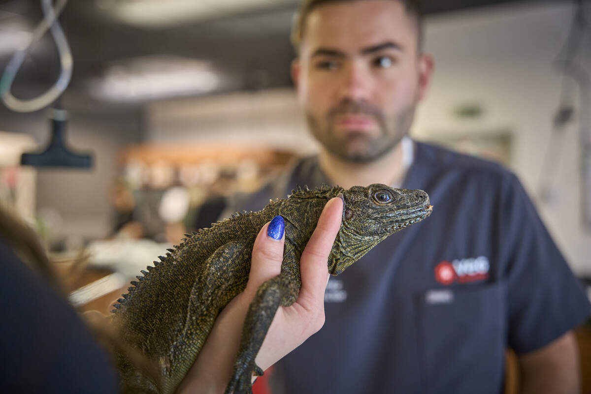 In addition to dogs, cats and small mammals, VEG ER for Pets also treats nonvenomous reptiles, birds and turtles.