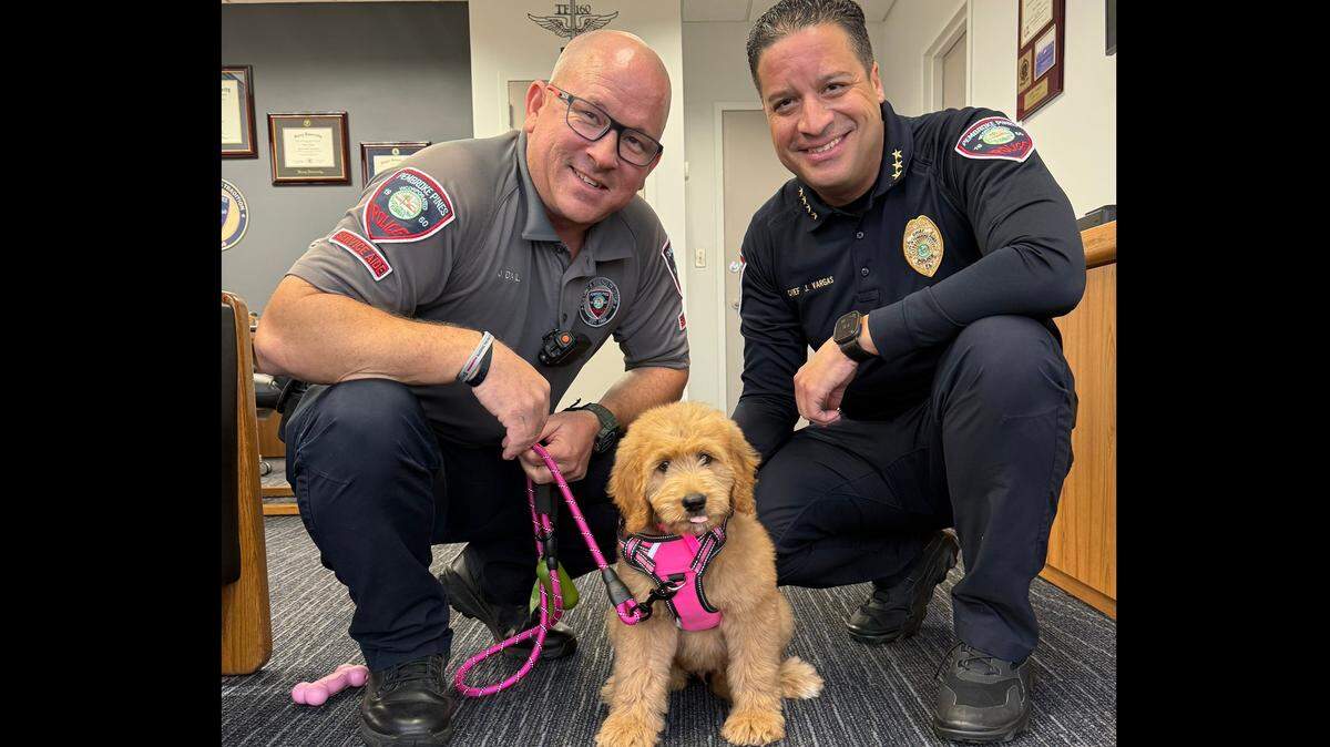 Pembroke Pines Police Department welcomes Jellybean— the K9 Comfort dog, to the team.