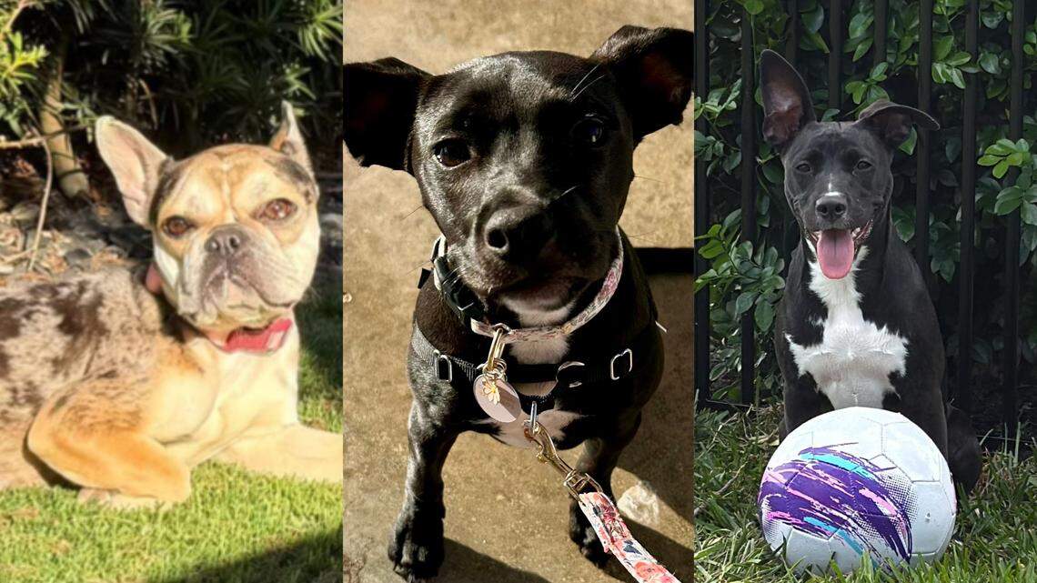 Ginger, left, Lulu, center, and Sasha.