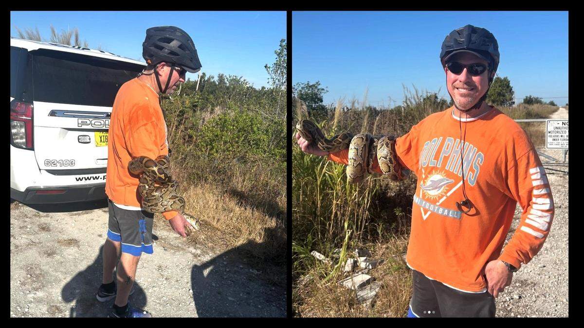 A bicyclist encountered an invasive Burmese python on his morning route.
