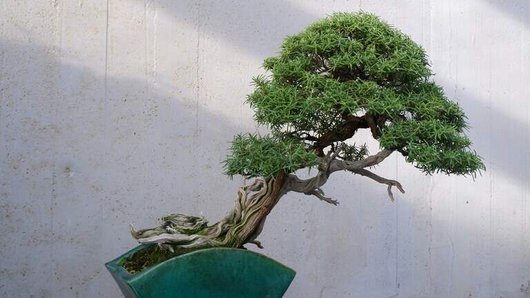 Bonsai bingo, facials, poetry. Your Pembroke Pines weekday guide to close July