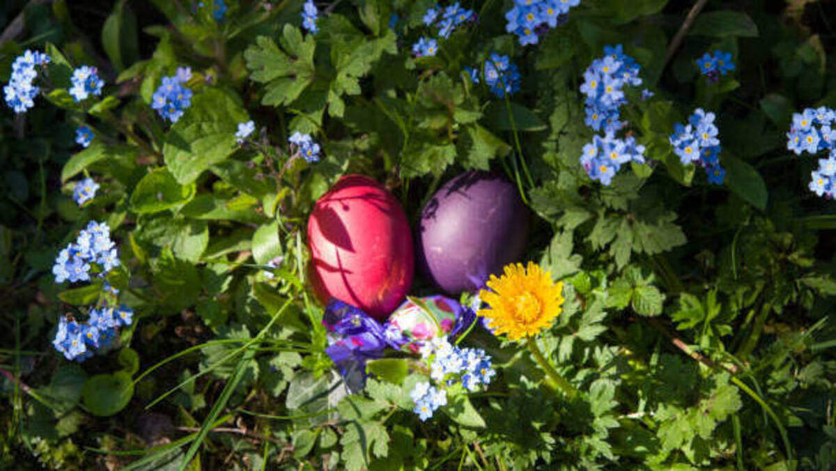 Pembroke Pines will host simultaneous Easter egg hunts at two locations: Pembroke Shores Park, 501 SW 172nd Ave.; and Pines Recreation Field, 7400 Pines Blvd.