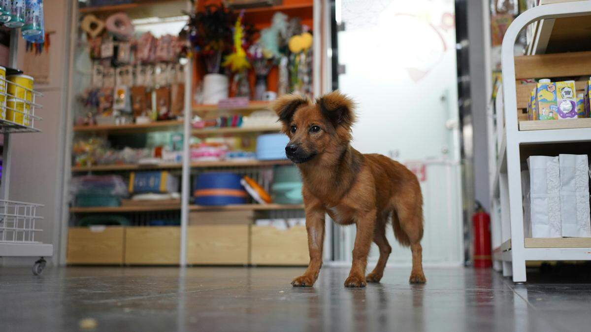 Petland franchisee Violet’s Puppies, located at 356 N. University Drive, has filed for Chapter 11 bankruptcy, according to court records.