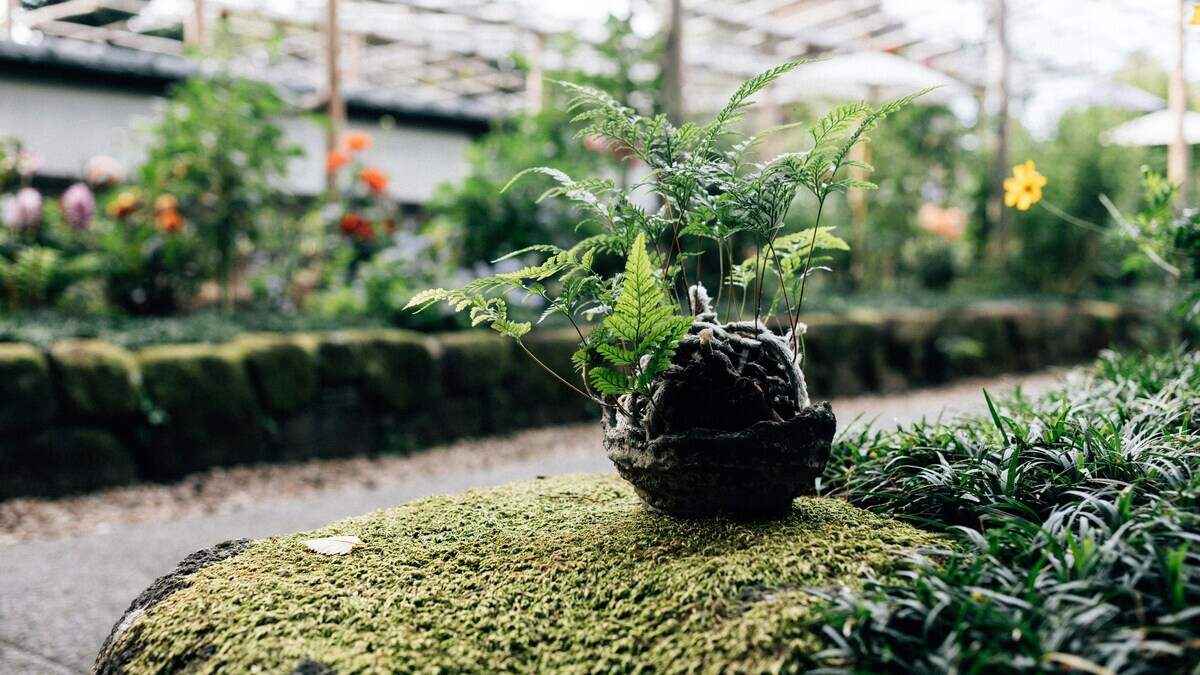 Baoshi Food Hall + Bar hosts a Kokedama workshop from 2 to 4 p.m. on Saturday, June 20.