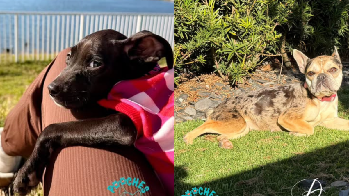 Screen grabs of Lana, left, and Peaches, right, who are still seeking new owners after being rescued from squalid living conditions on Feb. 1 by the Pembroke Pines Police Department.