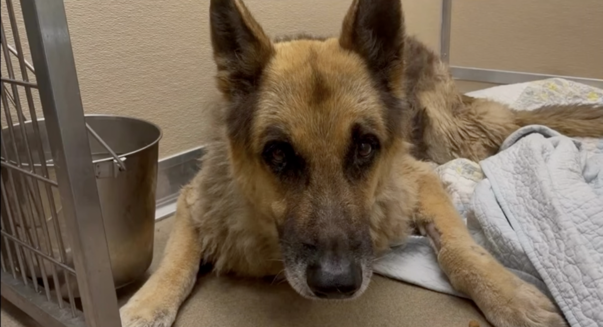 Nico, a 13-year-old German shepherd, was found abused and abandoned near a Pembroke Pines supermarket on Wednesday, June 24.