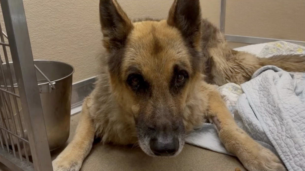 Nico, a 13-year-old German shepherd, was found abused and abandoned near a Pembroke Pines supermarket on Wednesday, June 24.