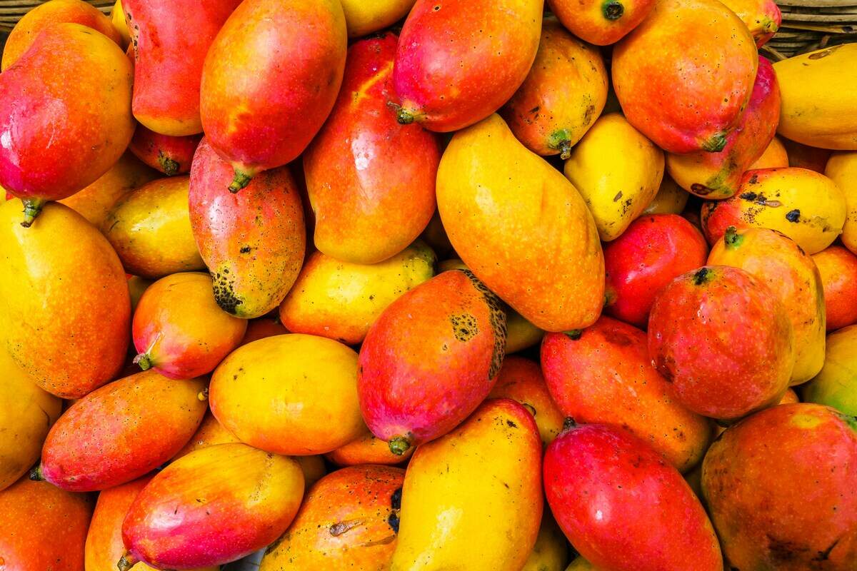 The Island Space Mango Festival takes place at the Charles F. Dodge City Center on Sunday, June 21.