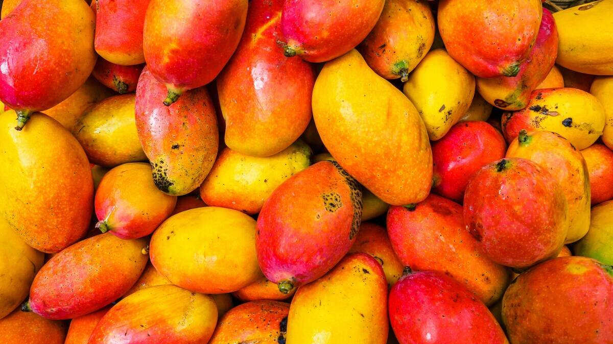 The Island Space Mango Festival takes place at the Charles F. Dodge City Center on Sunday, June 21.