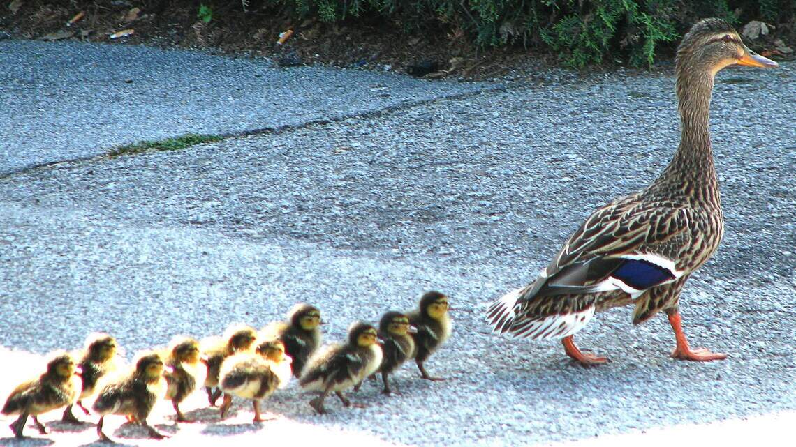 Plantation man ID’d as Pembroke Pines duck killer. Here’s how police caught him