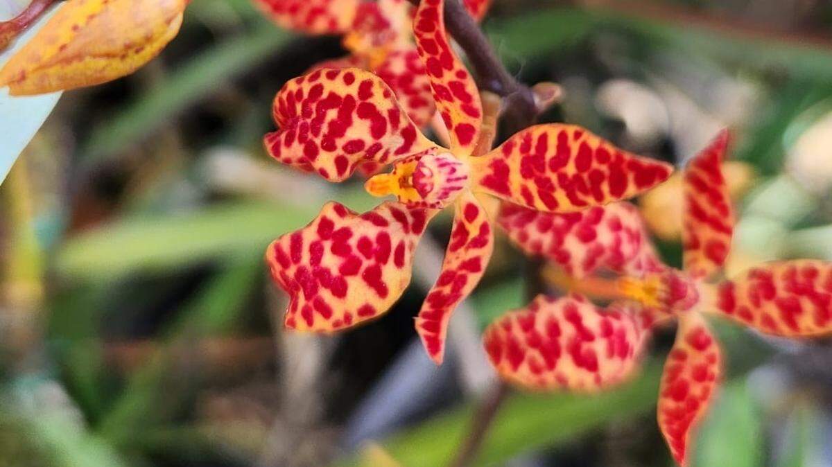 Orchid Magic will take over the Charles F. Dodge City Center from Friday, Jan. 9, through Sunday, Jan. 11, bringing visits from international growers, floral displays, a vendor mart and educational workshops.